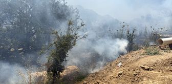 Bodrum'da makilik alanda çıkan yangın söndürüldü