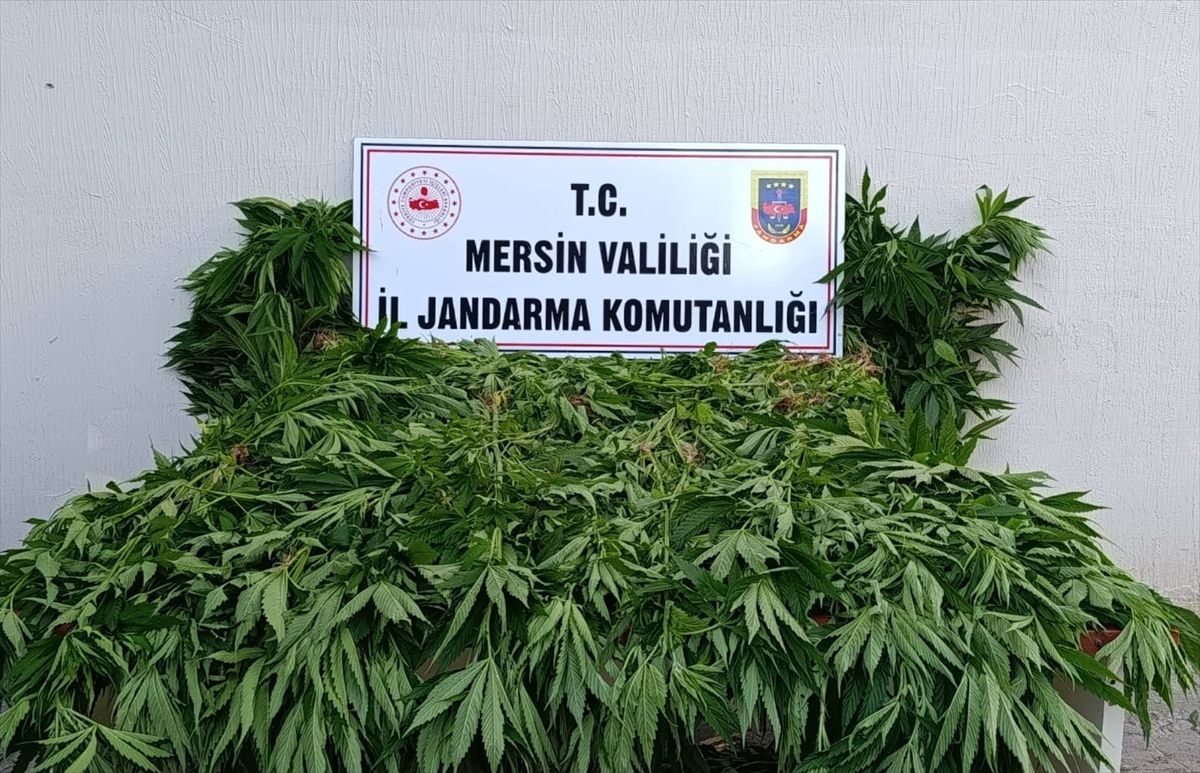 Bozyazı ilçesinde 402 kök kenevir ele geçirildi