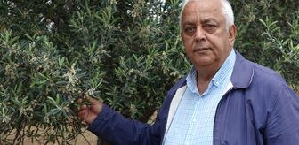 Edremit Körfezi'nde zeytin ağaçlarındaki çiçeklenme üreticileri sevindirdi