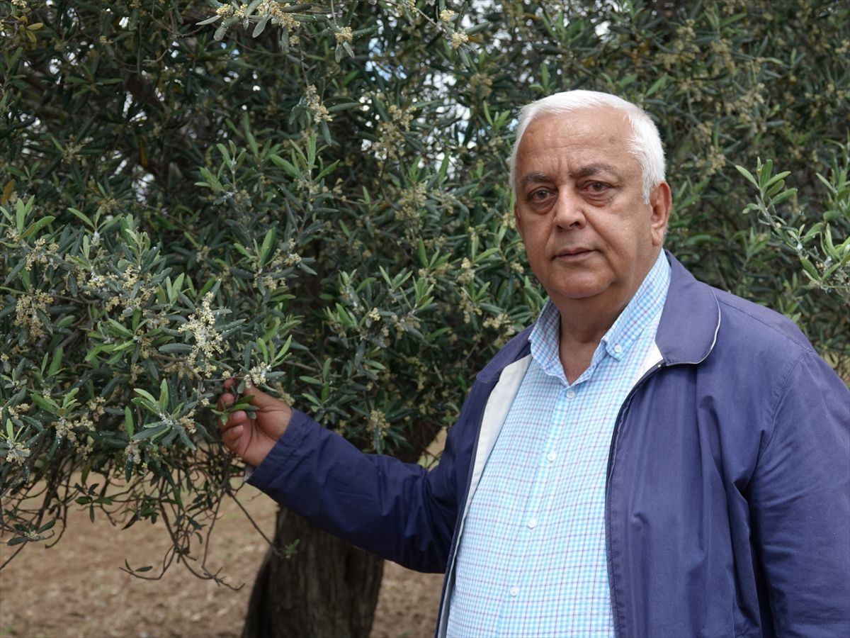 Edremit Körfezi'nde zeytin ağaçlarındaki çiçeklenme üreticileri sevindirdi