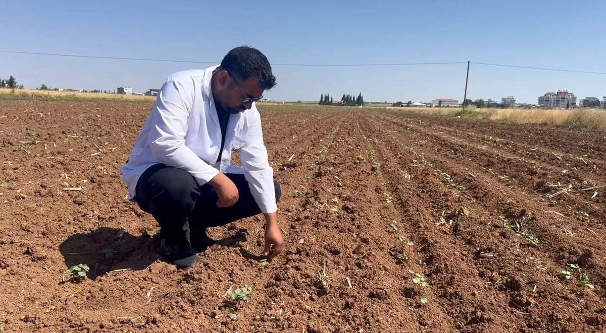Hububat hasadıyla birlikte pamuk tarlalarını bekleyen tehlik