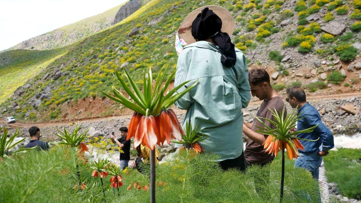 Şırnak'ın saklı cennetinde ters laleler mest etti