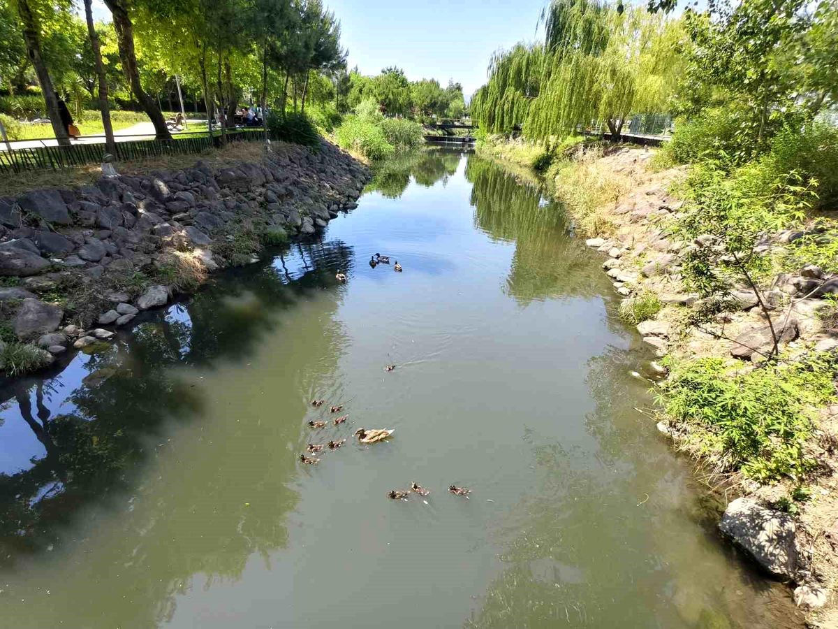 Yavru Ördekler Manisa Kent Park'ta İlgi Topluyor