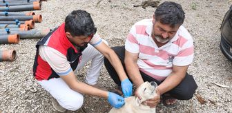Adana'da sahipli köpeklerin kimliklendirilmesi ve kayıt altına alınmasına başlandı