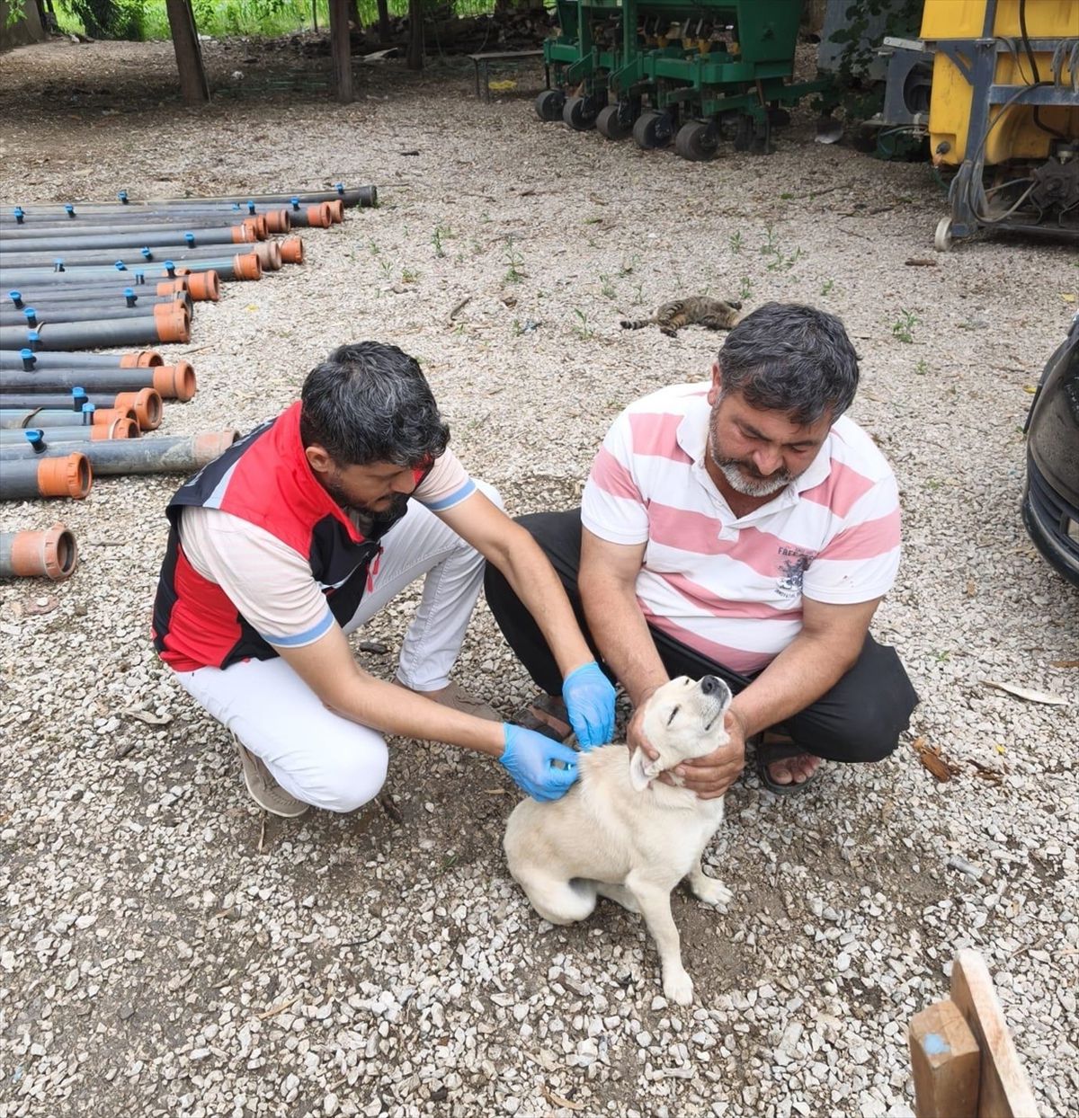 Adana'da sahipli köpeklerin kimliklendirilmesi ve kayıt altına alınmasına başlandı