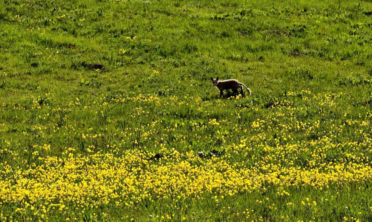 Ahlat kırsalında yiyecek arayan tilki görüntülendi