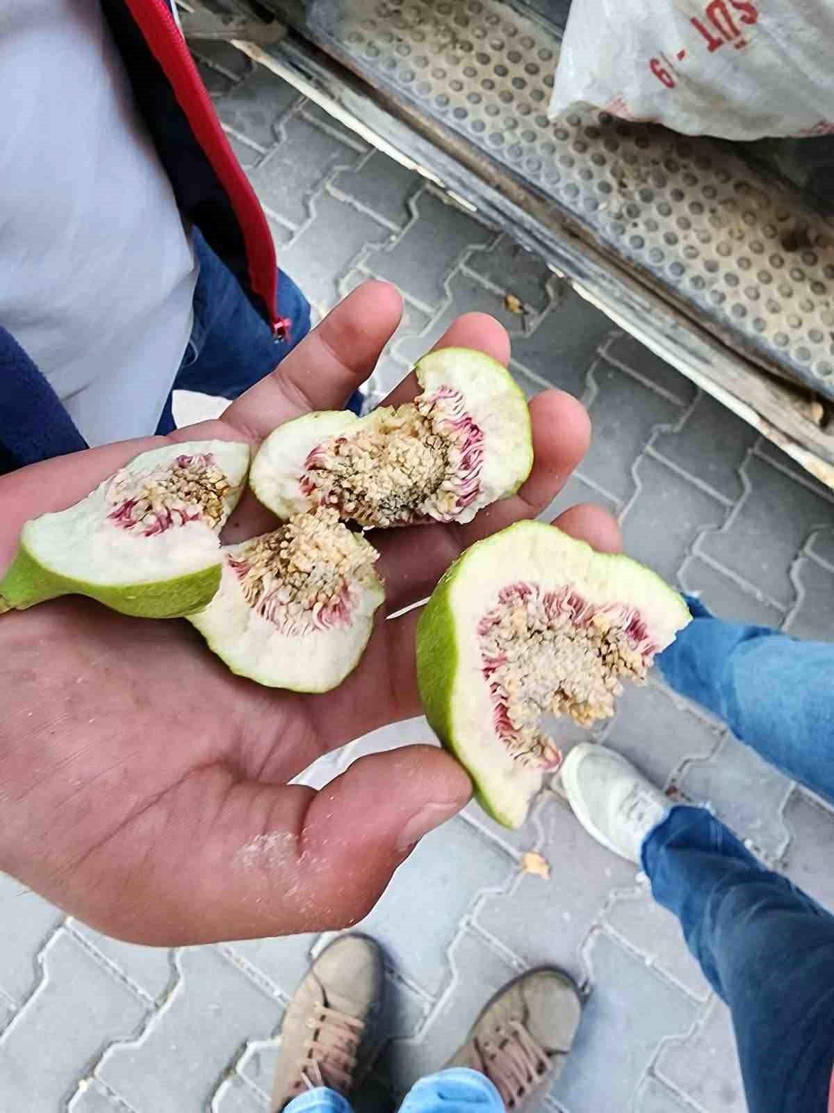 Buharkent'te üreticiler 'belgesiz ilek' kullanımına karşı uy