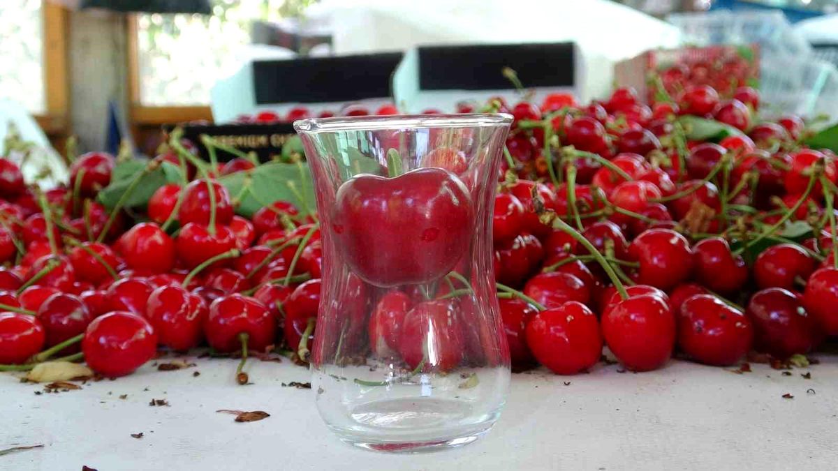 Çanakkale'de çay bardağına sığmayan Lapseki kirazında hasat başladı
