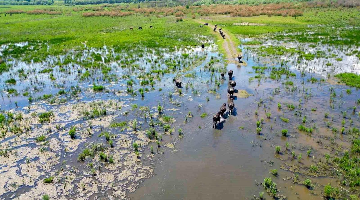 Eber Gölü'nde oluşan manzara Serengeti Parkı'nı aratmadı