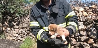 Mardin'de kuyuya düşen köpek yavrusu itfaiye ekiplerince kurtarıldı