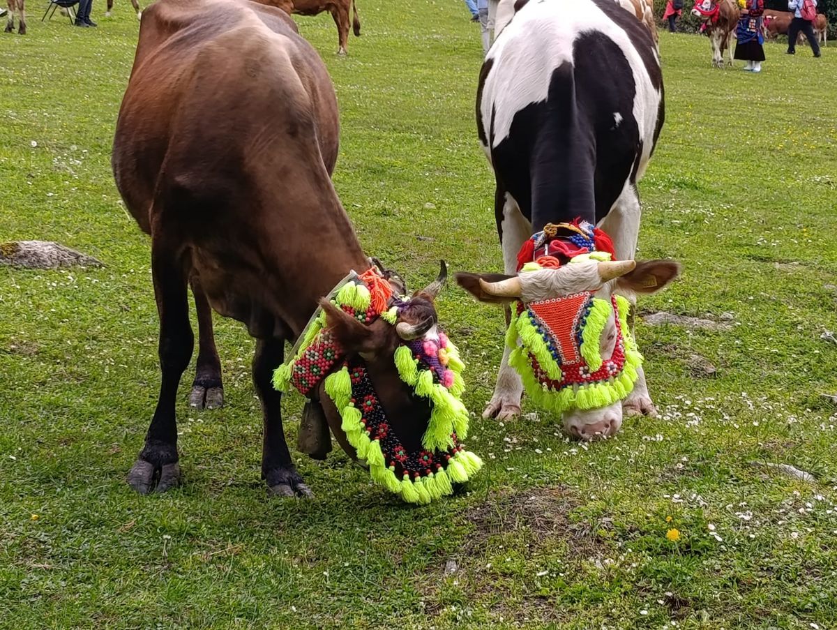 Trabzon'da renkli yayla göçü geleneği