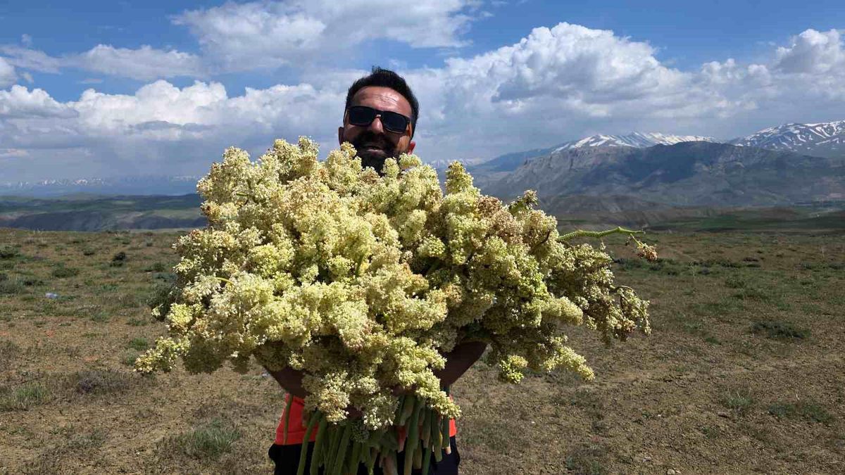 Yayla muzunu vatandaş kendi topluyor