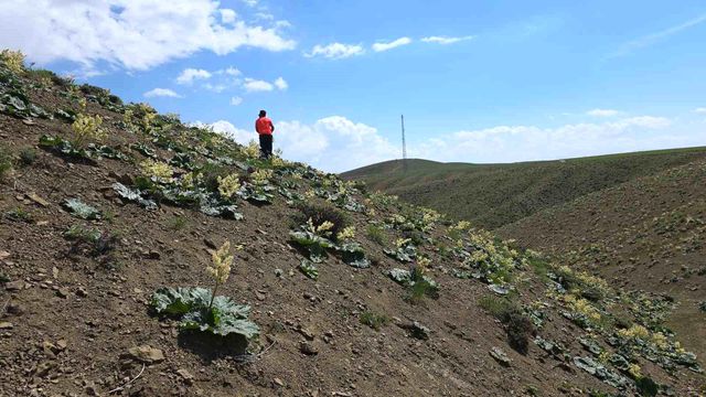 yayla muzunu vatandas kendi topluyor 5 19923525 o