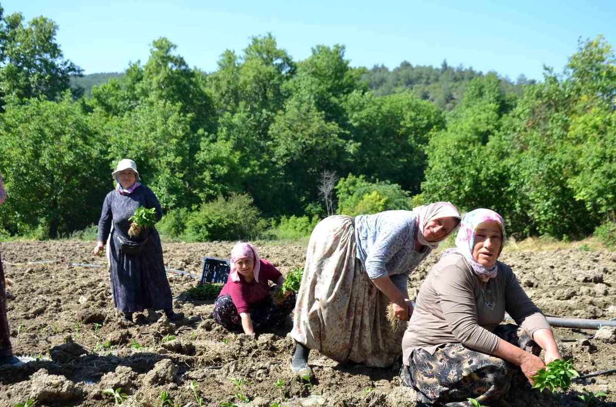 162 yıldır aynı 'Ata Tohumu' ile ekiyorlar