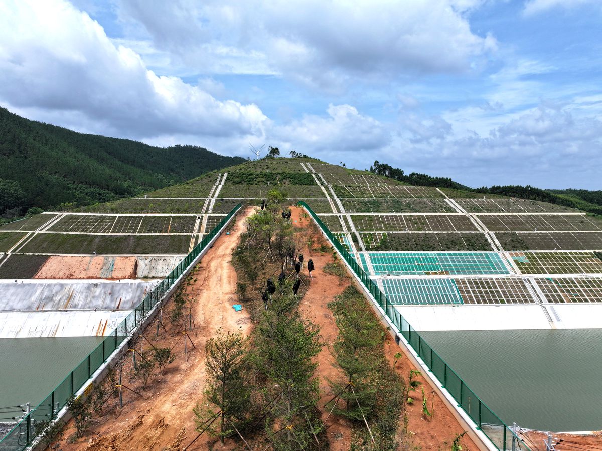 Albüm: Çin'in Guangxi Bölgesindeki Ekolojik Köprü, Yaban Hay
