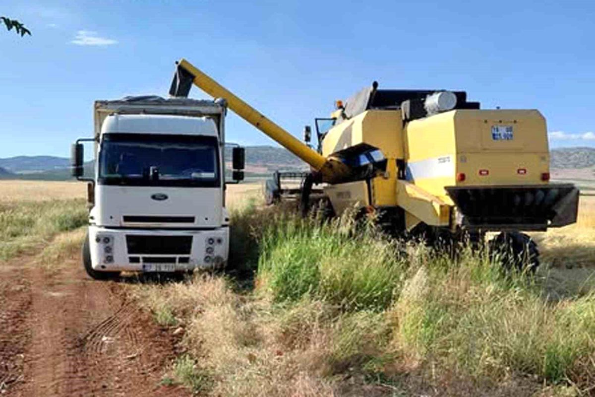 Araban Ovası'nda arpa hasadı yapılmaya başlandı