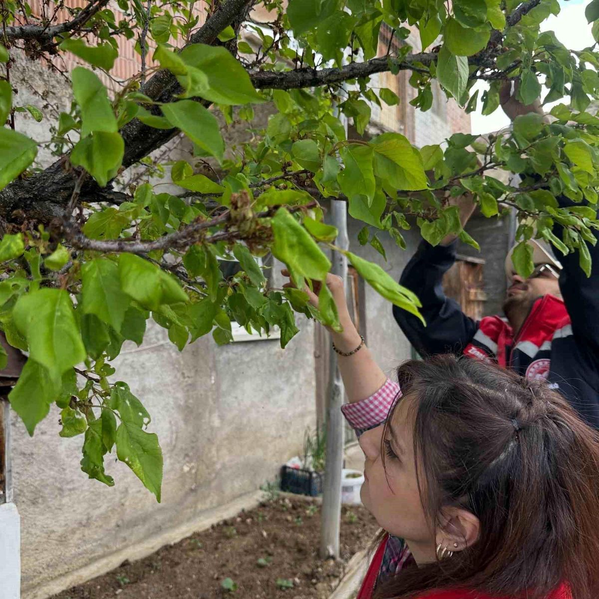 Aydıntepe'deki meyve bahçelerinde hastalık ve zararlı kontro