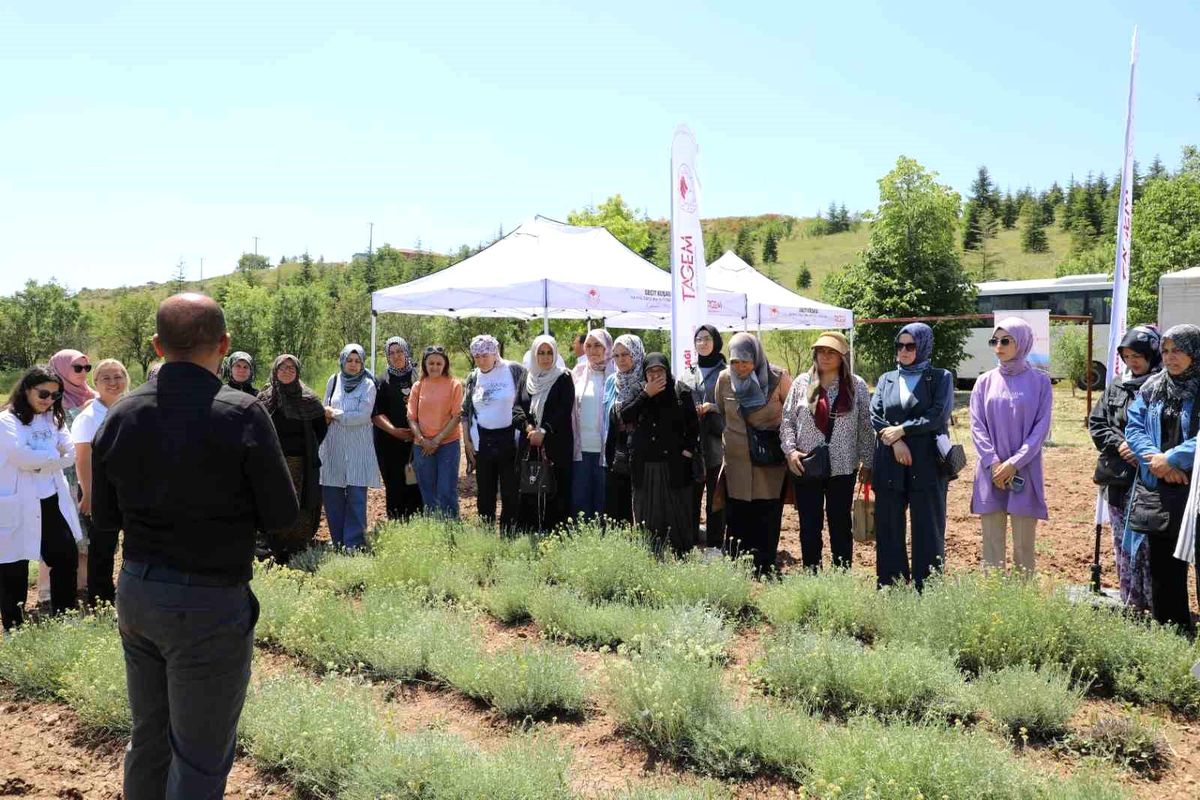 Bozkırların altın çiçeğinde hasat sevinci