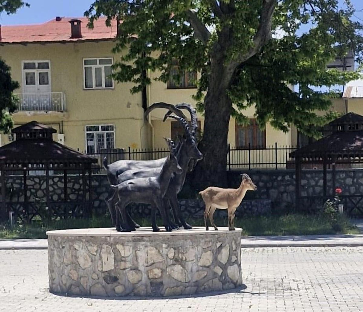 Çemişgezek'te tebessüm ettiren an: Gerçeği ve heykeli aynı k