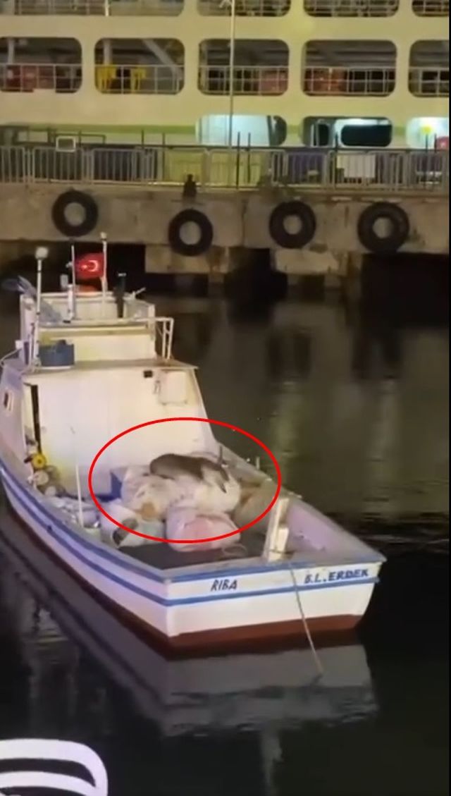 erdek te balikci teknesine cikan su samuru 19930205 o