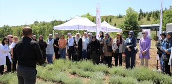 Eskişehir'de altın otu hasadı etkinliği yapıldı