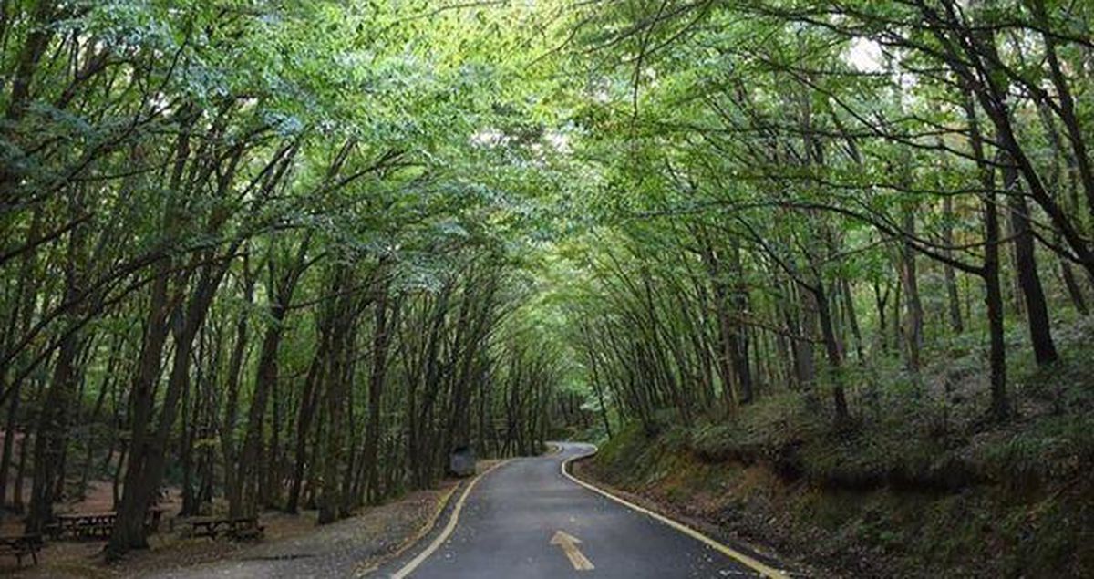 İSTANBUL YASAK ORMANLAR (TAM LİSTE) İstanbul’da ormanlara gi