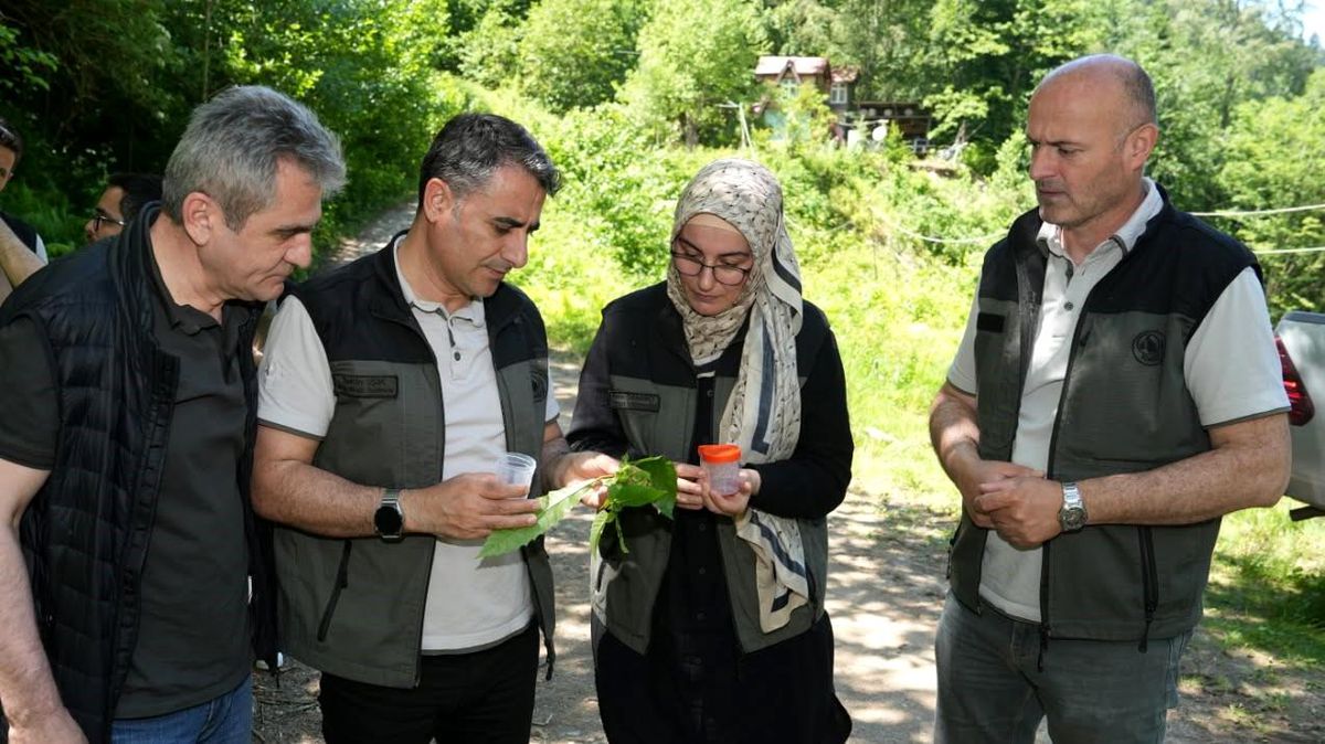 Kestane ormanlarını korumak için 5 bin samuray arısı doğaya 