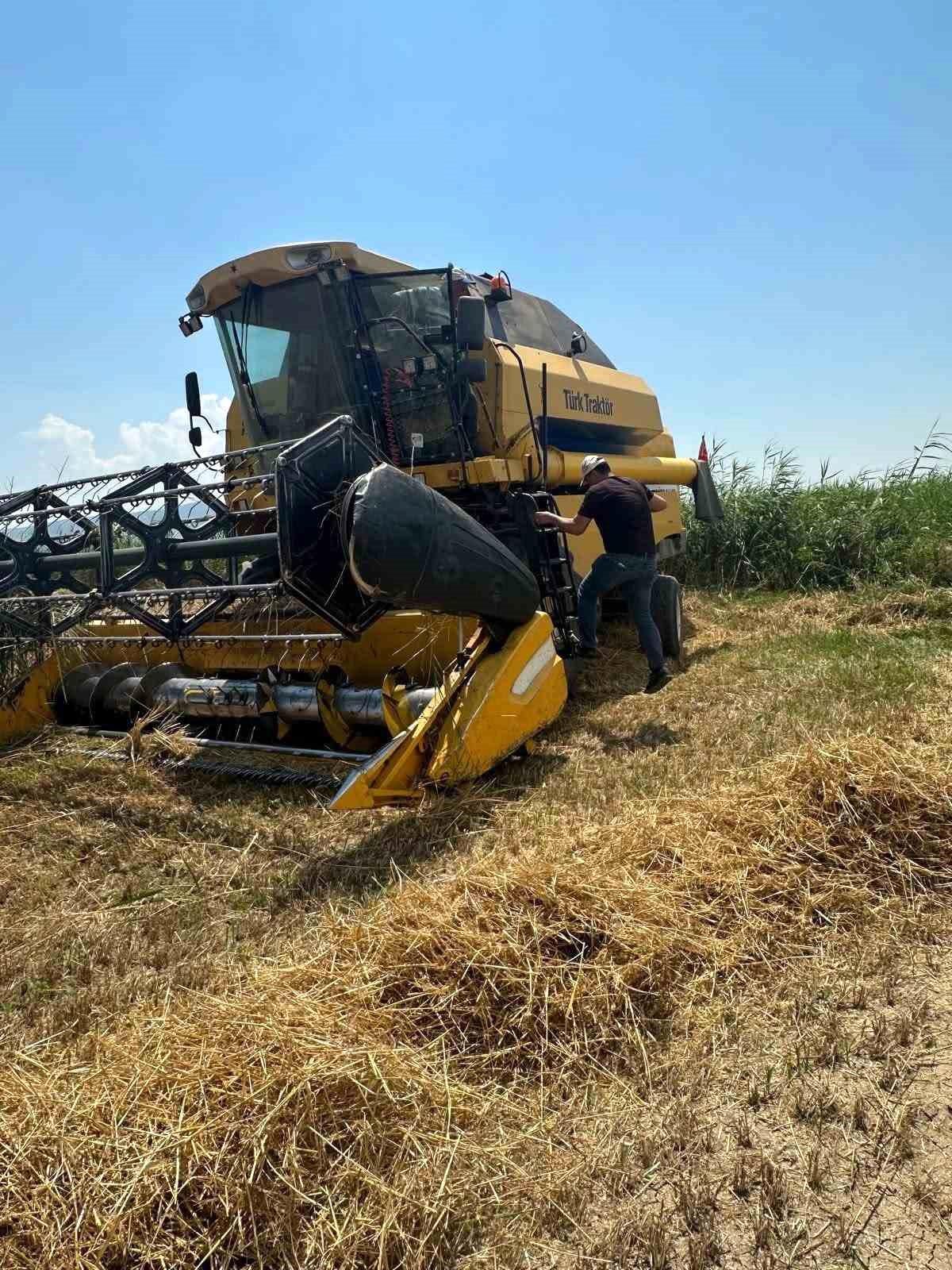 Köşk'te hububat hasadında dane kaybına karşı sıkı denetim