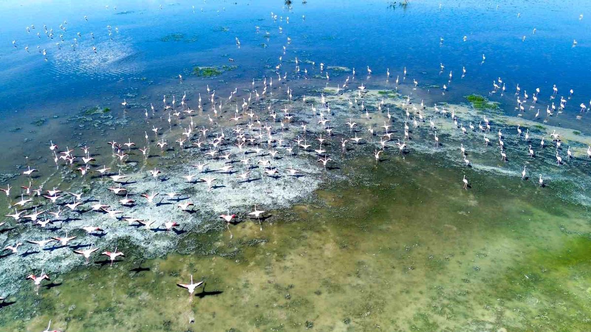 Akgöl'ün suyla kaplı geniş alanı ve üzerinde süzülen flamingolar.