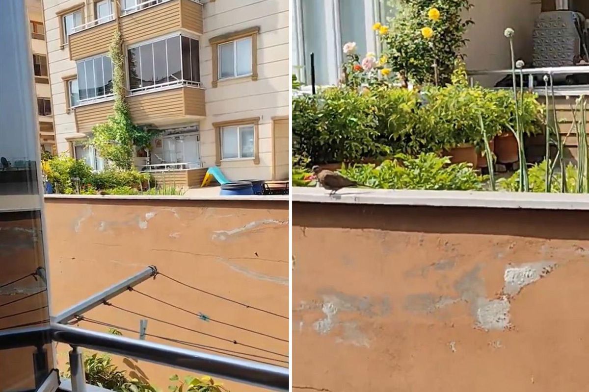 "Yok artık" diyeceksiniz! İki kez evlenip boşandı,