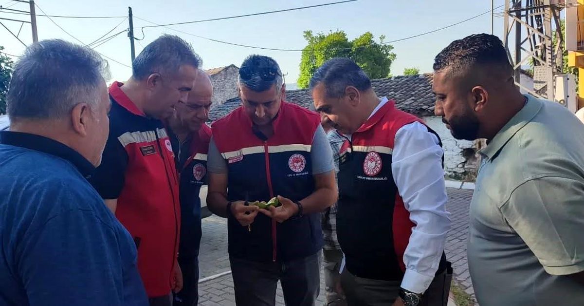 Aydın'da ilekleme sezonu yakından takip ediliyor