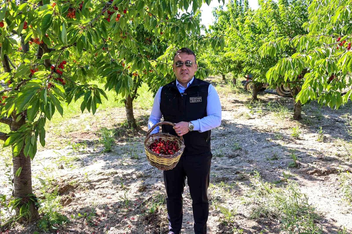 Bilecik'te 27 bin dekarda yıllık yaklaşık 15 bin 500 ton kir