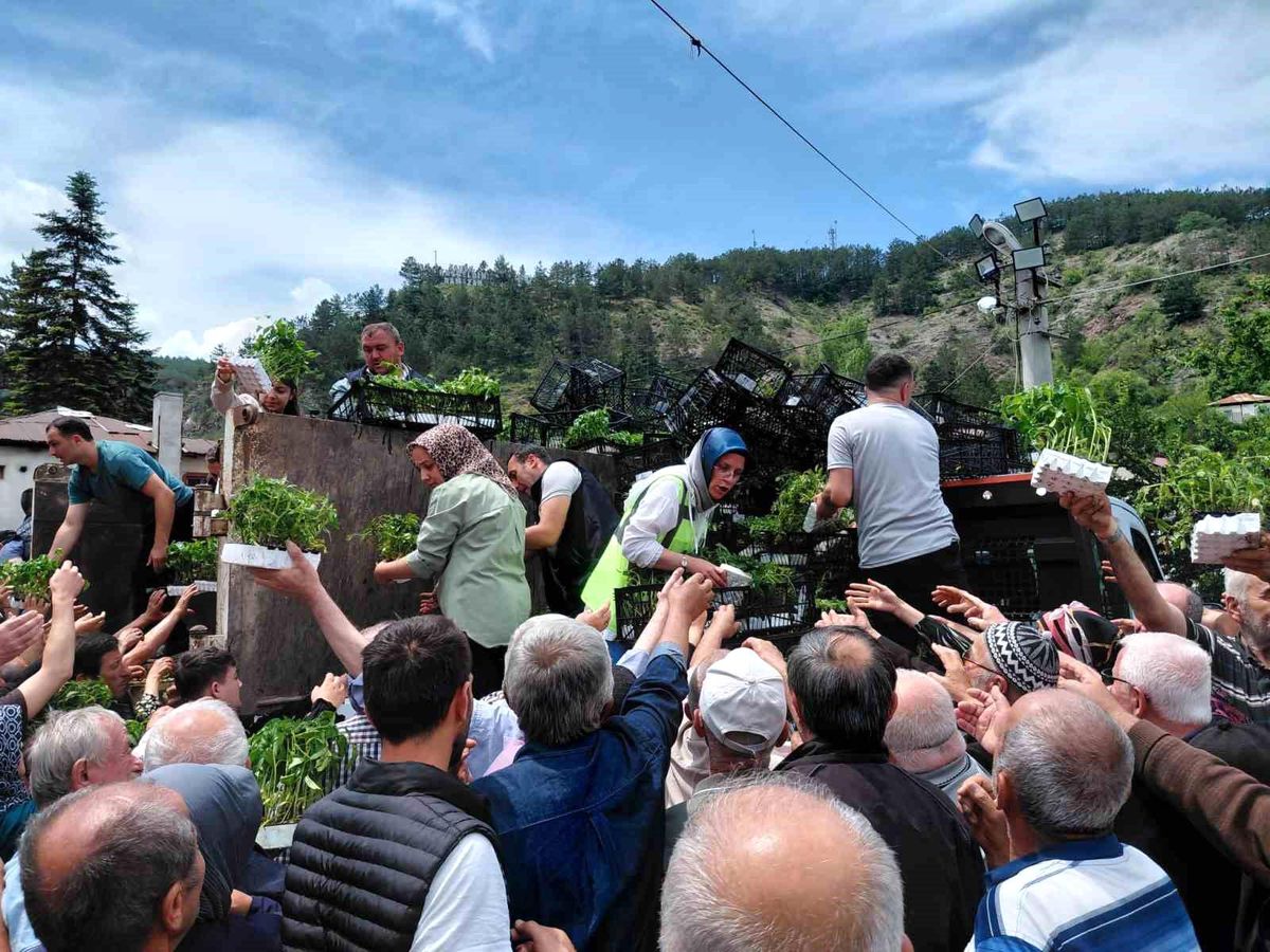 Bolu'da ücretsiz fide dağıtımına yoğun katılım