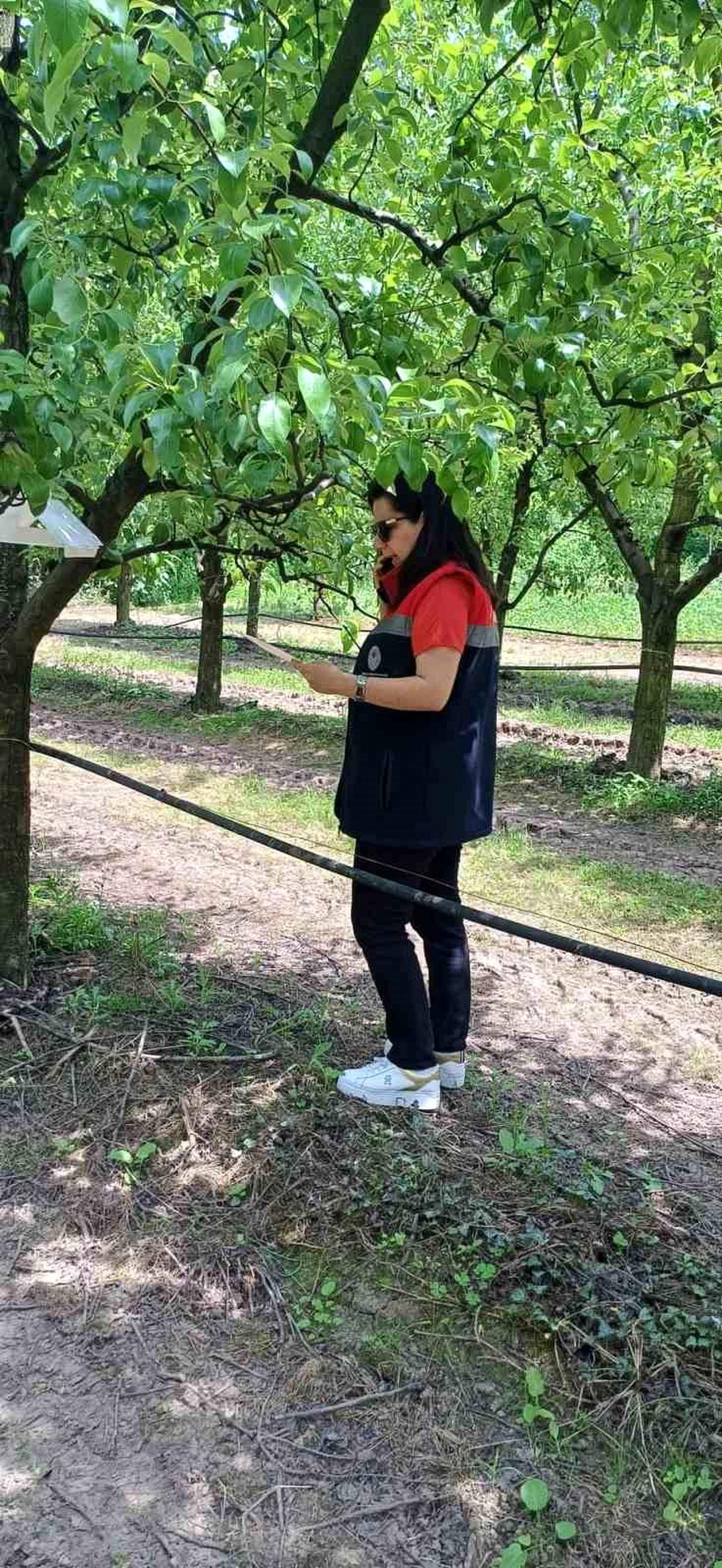 Çarşamba'da fındık üreticilerine 'kokarca' ve 'külleme' uyar