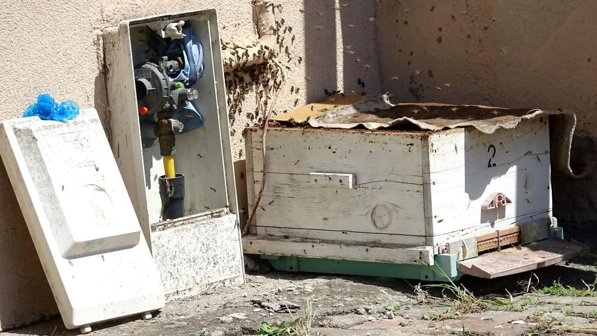 Doğal gaz kutusuna yuva yapan arılar tedirgin etti