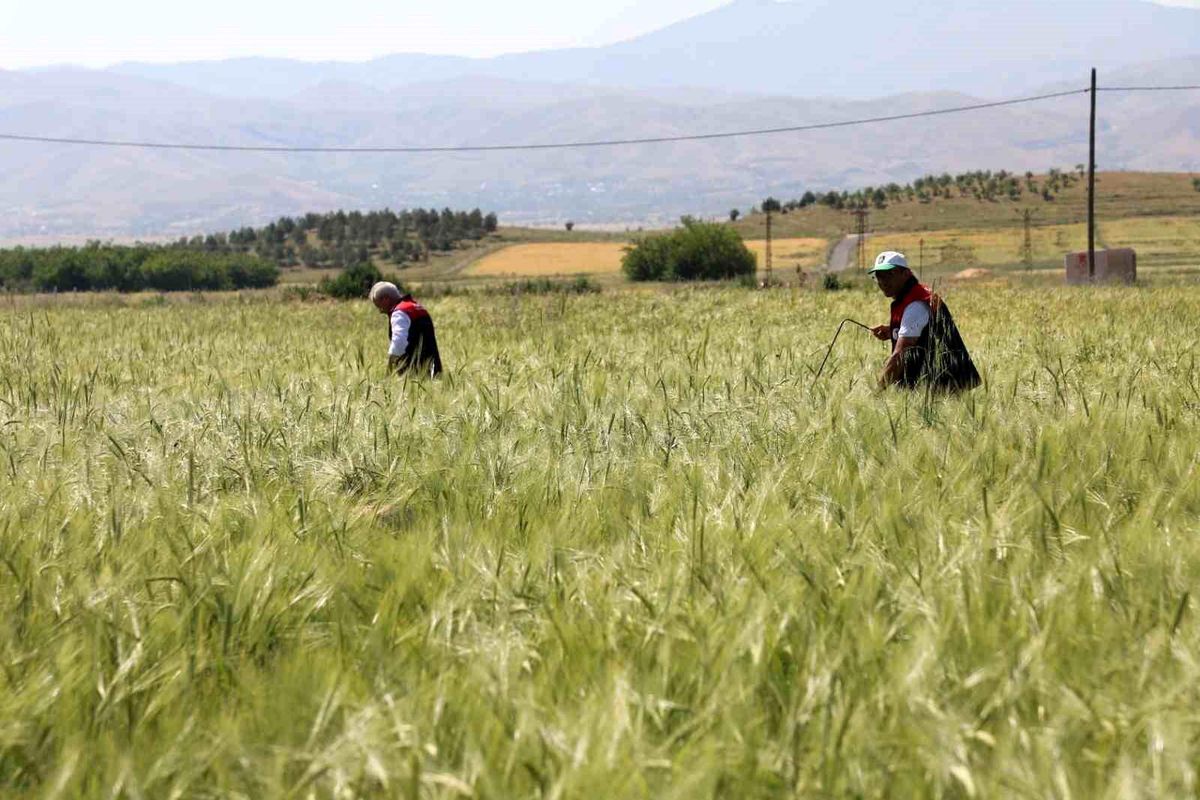 Elazığ'da süne sürveyi ve CBS çalışmaları sahada değerlendir