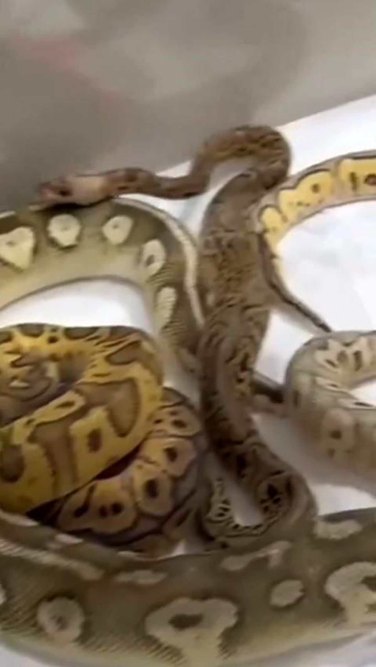 İstanbul'da bir evden 18 piton, 21 Mısır ve 3 king yılanı çı