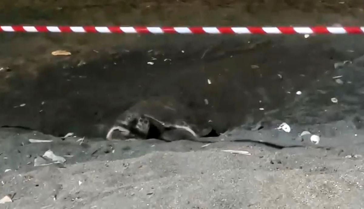 Koruma alanı dışına yuva yapan caretta caretta için şeritli 