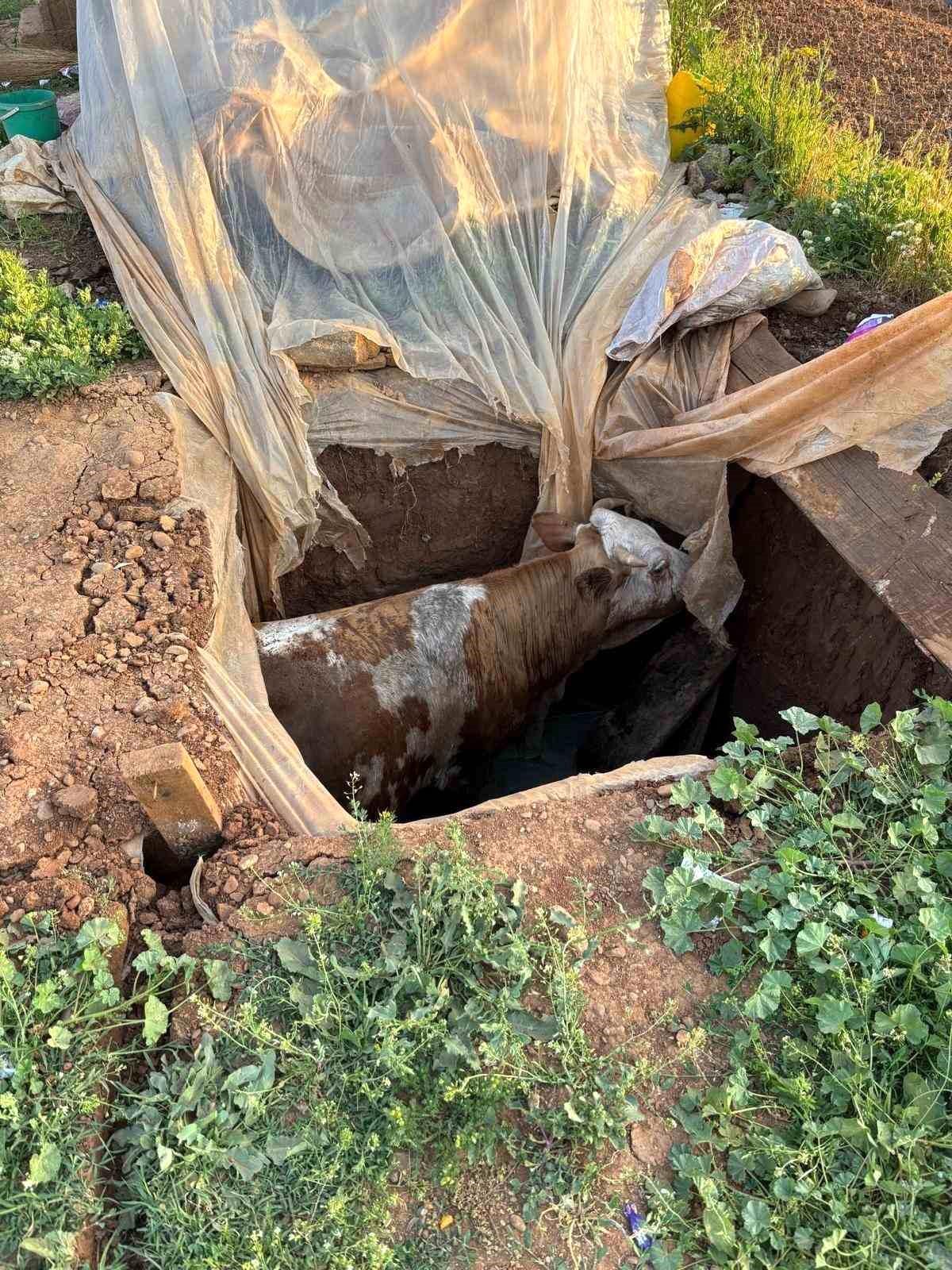 Muş'ta foseptik çukuruna düşen ineği itfaiye ekipleri kurtar
