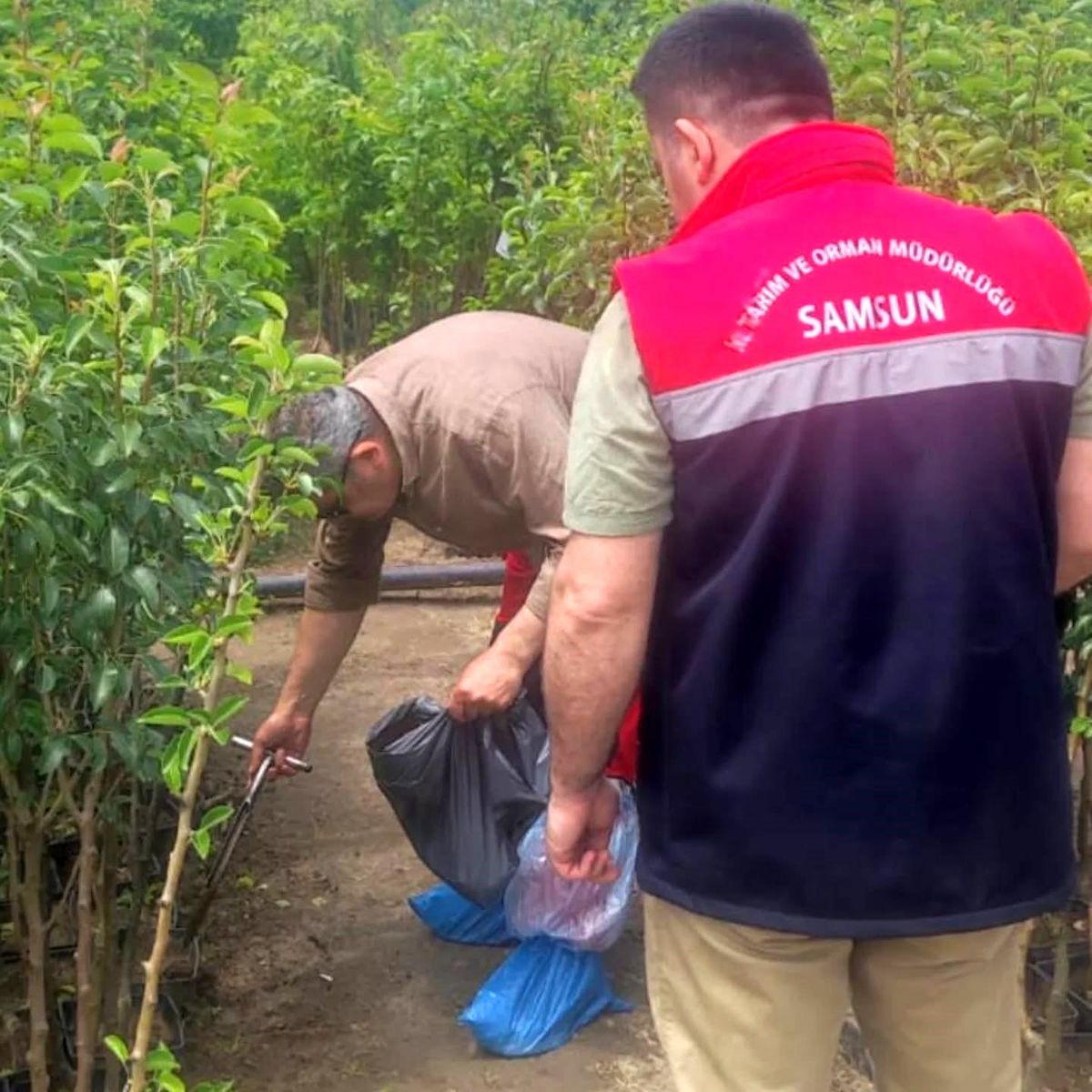 Samsun'da fidancılık işletmeleri mercek altında