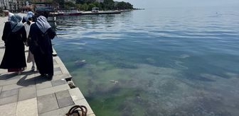 Sinop sahillerinde binlerce deniz anası görüntülendi