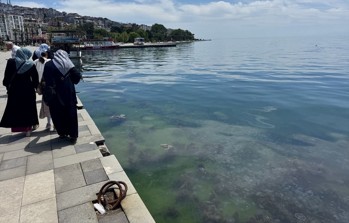 Sinop sahillerinde binlerce deniz anası görüntülendi