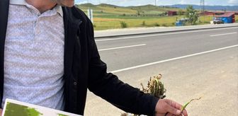 Taşköprü'de sarımsak satıcıları denetlendi