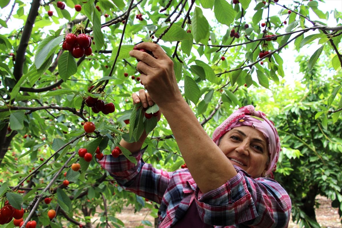 Türkiye'nin bu yılki kiraz ihracatında artış beklentisi