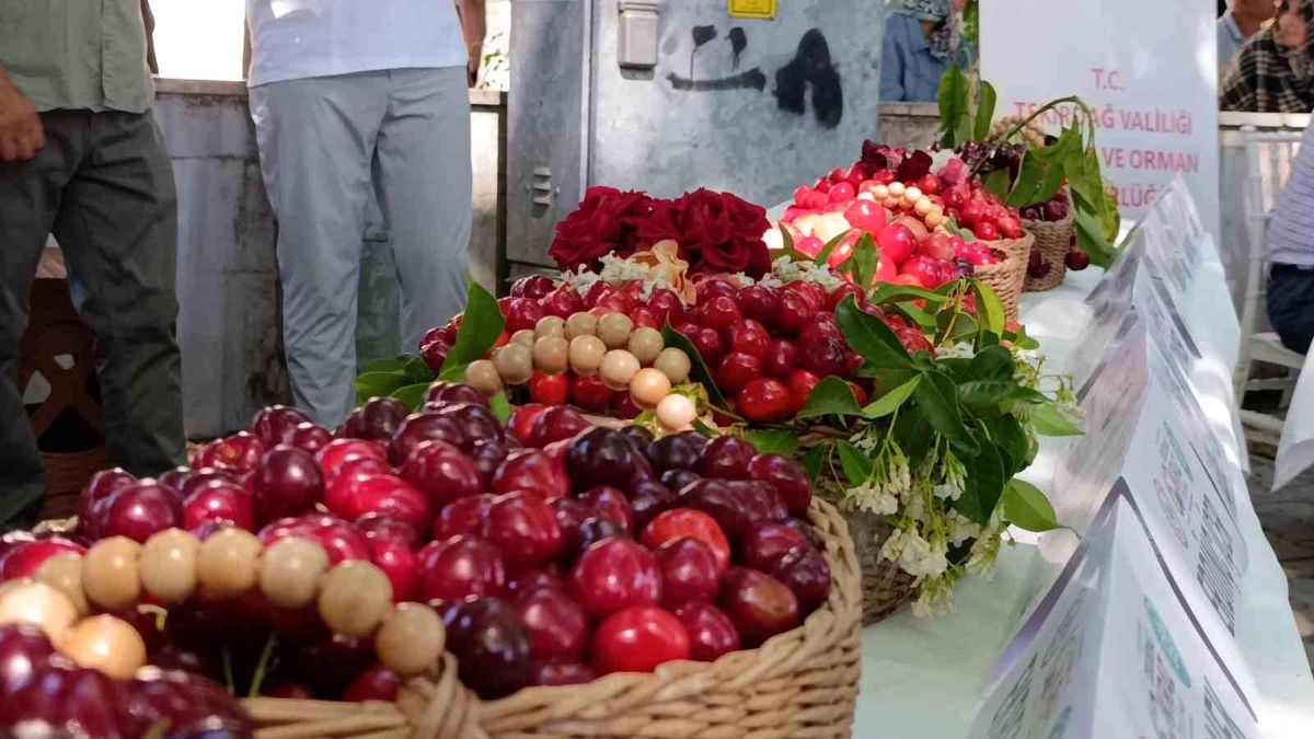 60. Uluslararası Tekirdağ Kiraz Festivali başladı: En güzel kirazlara 60 bin lira ödül