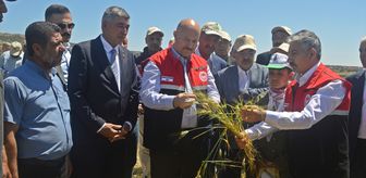 Adıyaman'da firik hasadı başladı