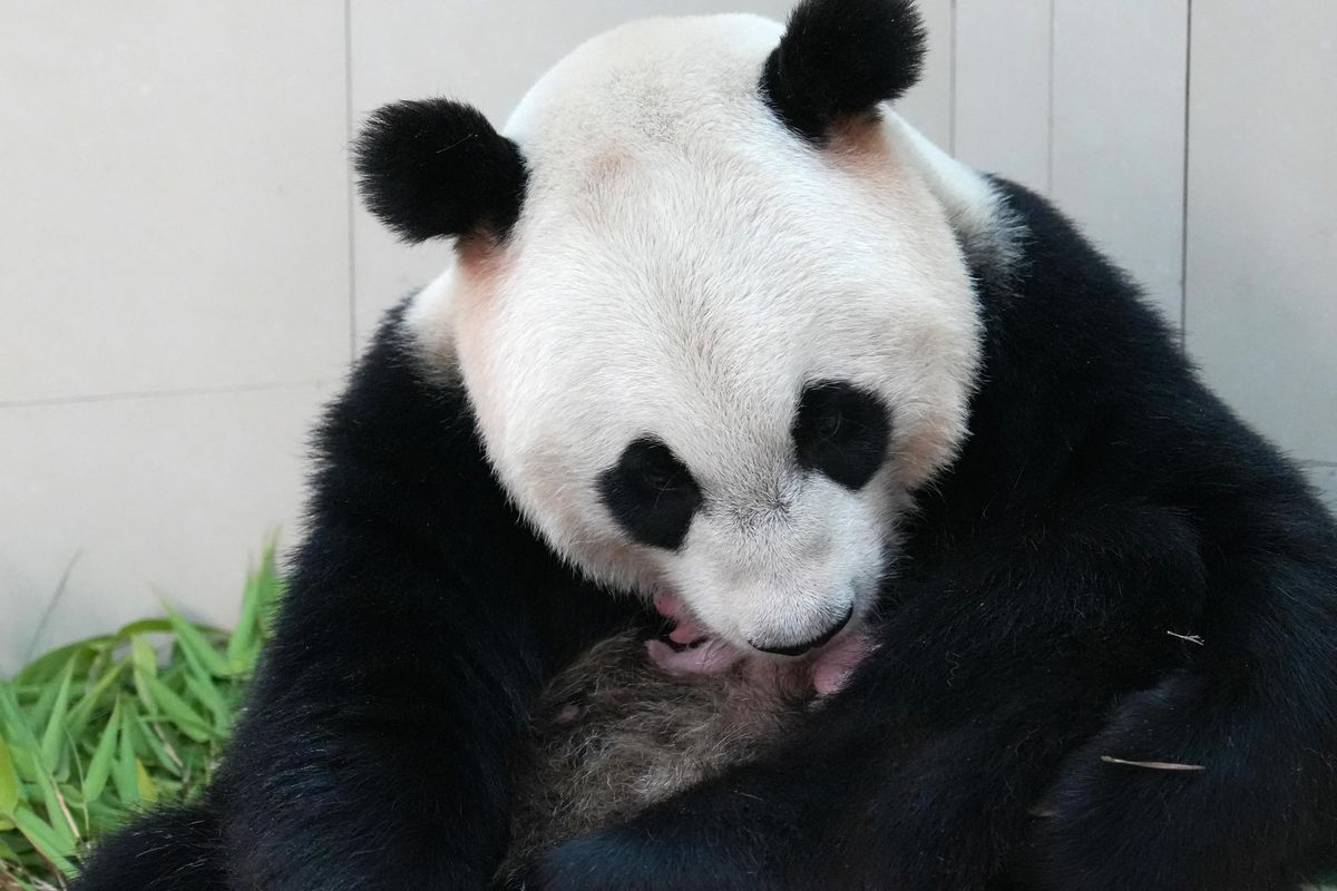 Çin'deki bir dev panda üssünde En En isimli dev pandanın dünyaya getirdiği yavru panda