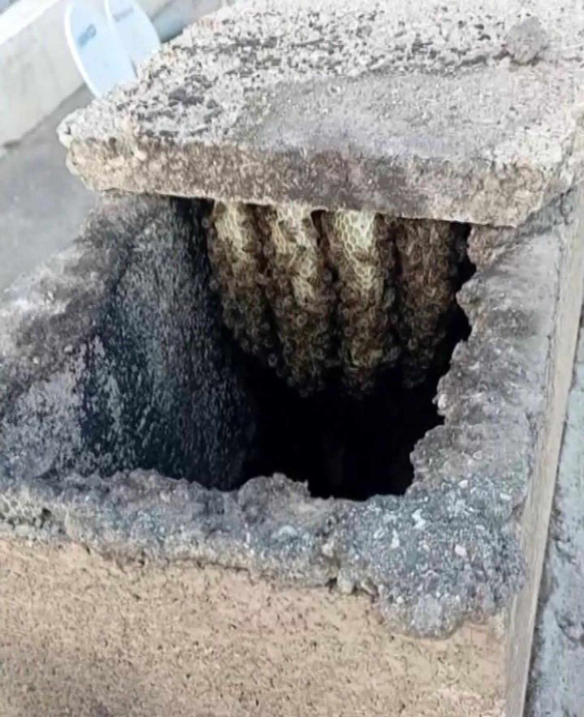 Adıyaman'da bir apartman dairesinin bacasına yerleşen arıların kovanına taşınması ve balın komşularla paylaşılması olayı.