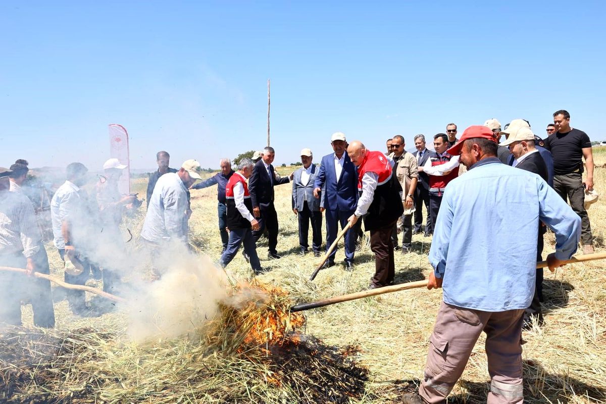 Asırlık lezzet firik bulgurunun hasadı başladı