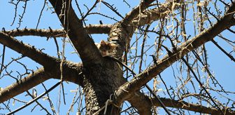 Edirne'de ağaçta mahsur kalan kedi yavrusu kurtarıldı